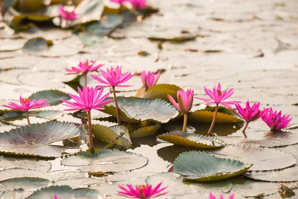 Pink color fresh lotus blossom — Stock Photo, Image