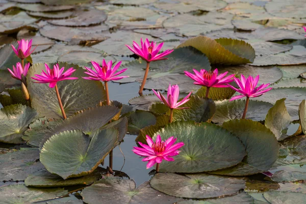 Lyserød farve frisk lotus blomst blomstre - Stock-foto