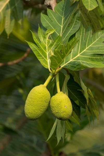 Breadfruit on a tree — Stock Photo, Image