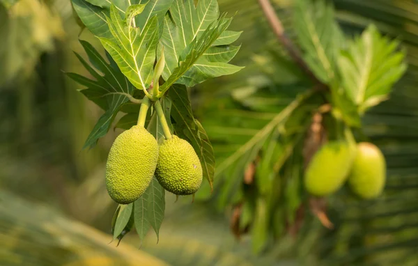 Breadfruit on a tree — Stock Photo, Image