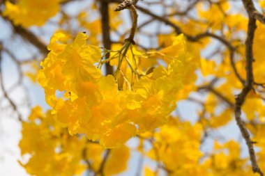 Gümüş trompet ağaç