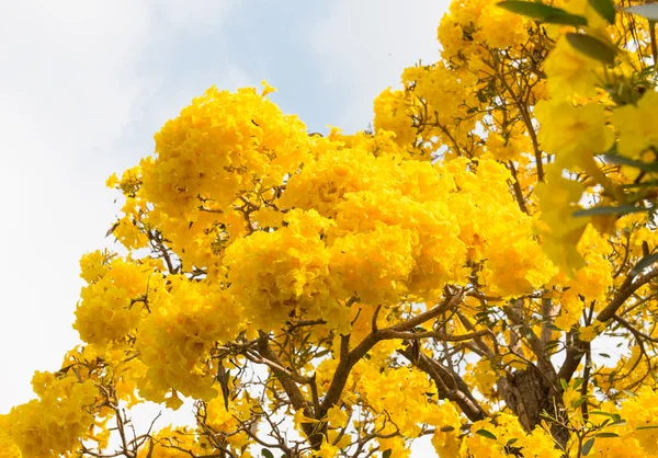 Árbol trompeta de plata — Foto de Stock