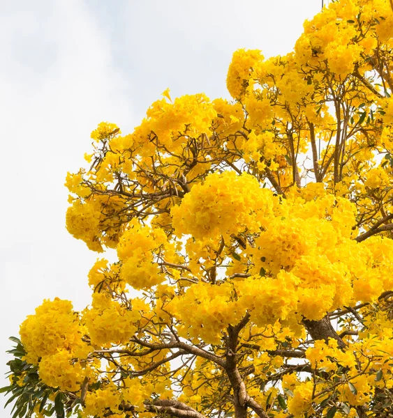 Árbol trompeta de plata — Foto de Stock