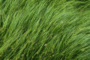 Somun çim, mor nutsedge, Nutsedge, Cocograss