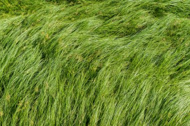 Somun çim, mor nutsedge, Nutsedge, Cocograss