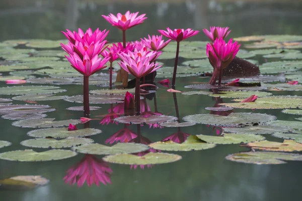 Pink color fresh lotus flower blossom — Stock Photo, Image