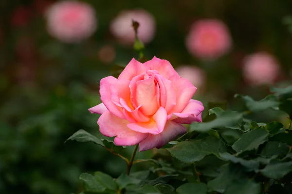 Beautiful pink rose in a garden — Stock Photo, Image