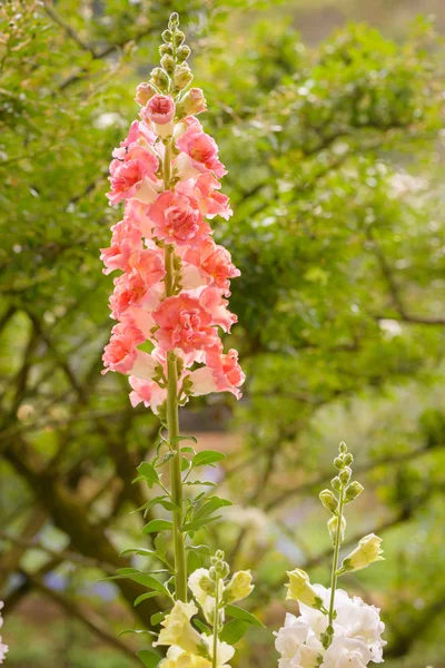 对齐龙朵鲜花，盛开在花园里 — 图库照片