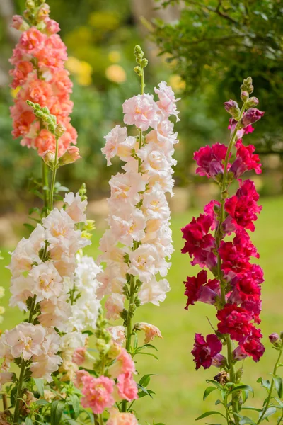 Schnappdrachenblume blüht im Garten — Stockfoto