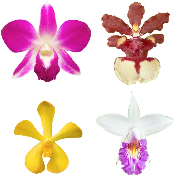 Красивые фиолетовые цветы дендробиум орхидеи — стоковое фото