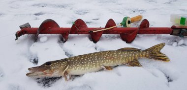 Soğuk havada buz balıkçılığı