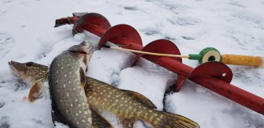 Soğuk havada buz balıkçılığı