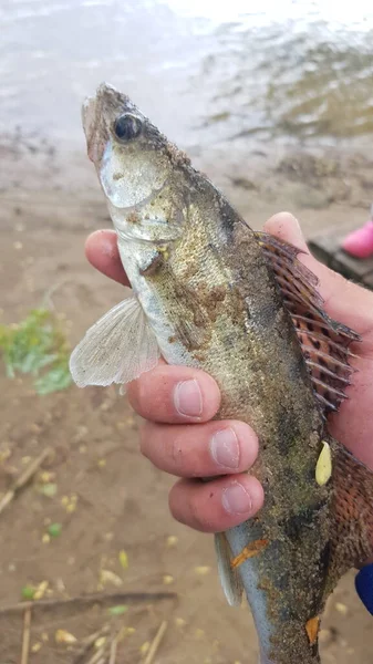 Fishing Spinning River — Stock Photo, Image