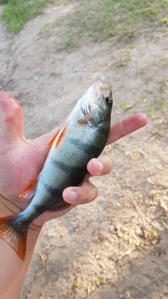 Pesca Fiação Rio — Fotografia de Stock