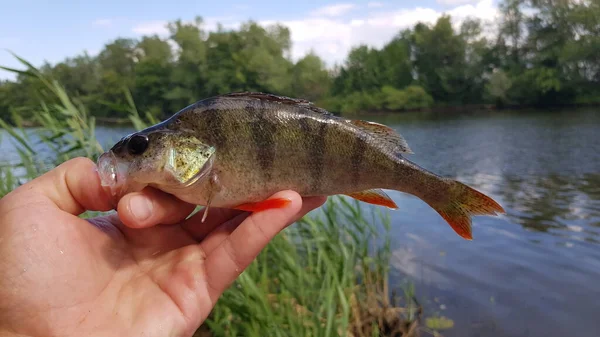 Vissen Spinning Rivier — Stockfoto