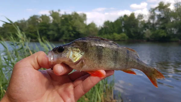 Fiske Efter Spinnfiske Älven — Stockfoto