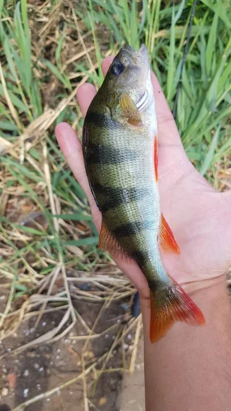 Pesca Fiação Rio — Fotografia de Stock