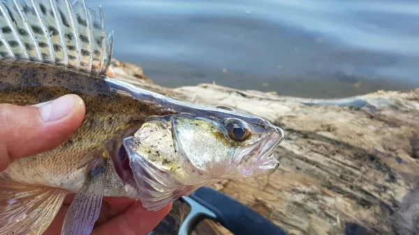 Fiske Efter Spinnfiske Älven — Stockfoto