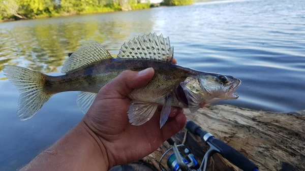 Pêche Pour Filer Sur Rivière — Photo