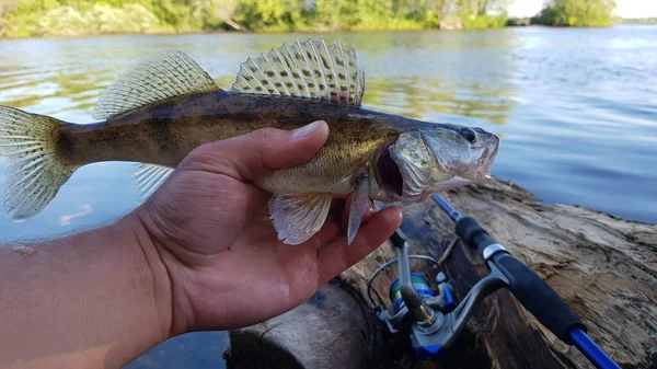 Vissen Spinning Rivier — Stockfoto