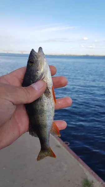 Fiske Efter Spinnfiske Älven — Stockfoto