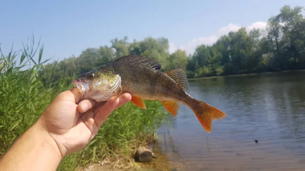 Pesca Para Spinning Río — Foto de Stock