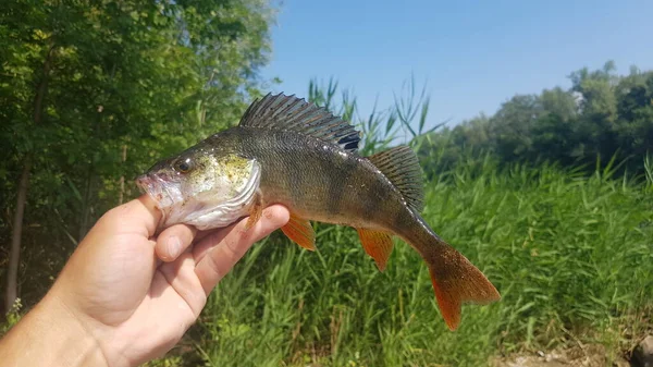Pesca Para Spinning Río — Foto de Stock