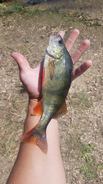 Pesca Para Spinning Río —  Fotos de Stock