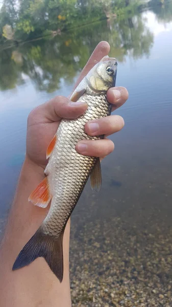 Fiske Efter Spinnfiske Älven — Stockfoto