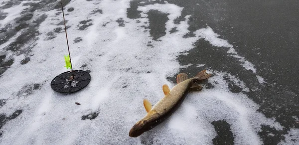 Pesca Gelo Tempo Frio — Fotografia de Stock