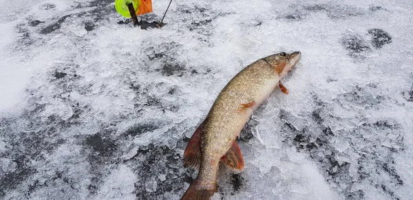 Pesca Gelo Tempo Frio — Fotografia de Stock