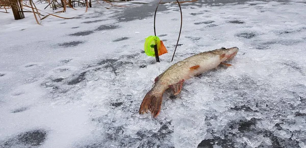 Pesca Gelo Tempo Frio — Fotografia de Stock