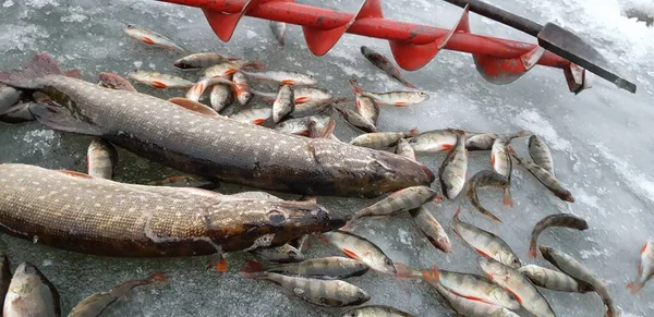 Pesca Gelo Tempo Frio — Fotografia de Stock