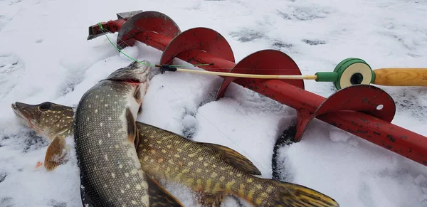 Pesca Gelo Tempo Frio — Fotografia de Stock