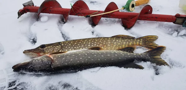 Pesca Gelo Tempo Frio — Fotografia de Stock