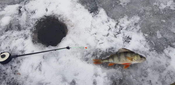 Pesca Hielo Clima Frío — Foto de Stock