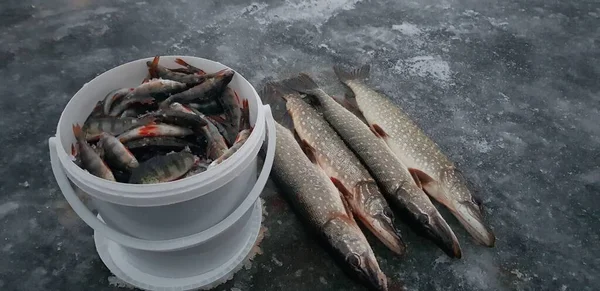 Pesca Invierno Hielo Frío — Foto de Stock