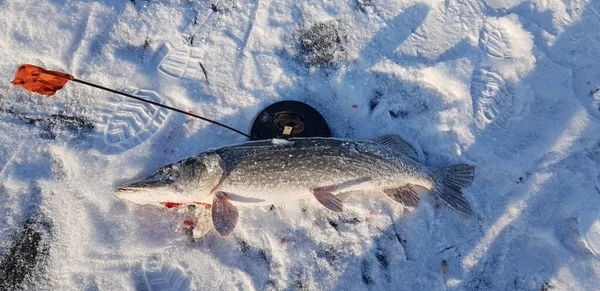Soğukta Buzda Kış Balıkçılığı — Stok fotoğraf