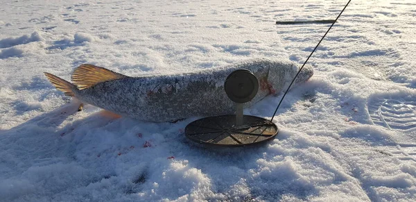 Pesca Invierno Hielo Frío —  Fotos de Stock