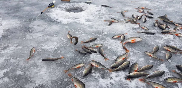 Pesca Hielo Clima Frío Fotos De Stock Sin Royalties Gratis