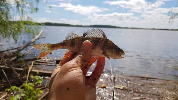 Pêche Pour Filer Sur Rivière — Photo