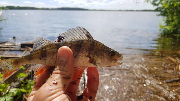 Pesca Filatura Sul Fiume — Foto Stock