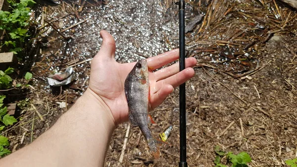 Pesca Para Spinning Río —  Fotos de Stock
