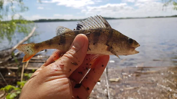 Pesca Filatura Sul Fiume — Foto Stock