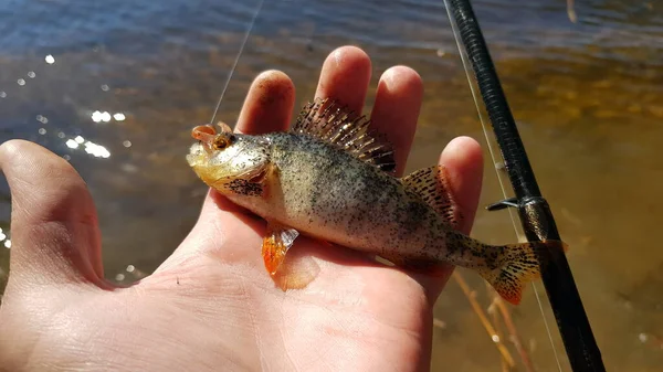 Fishing Spinning River — Stock Photo, Image