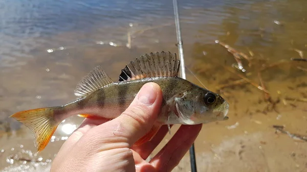 Fishing Spinning River — Stock Photo, Image