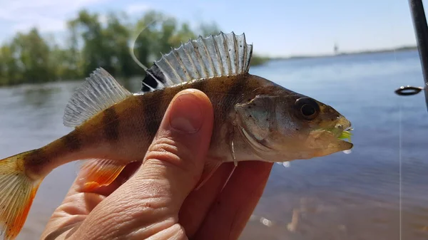 Nehirde Balık Avlamak — Stok fotoğraf