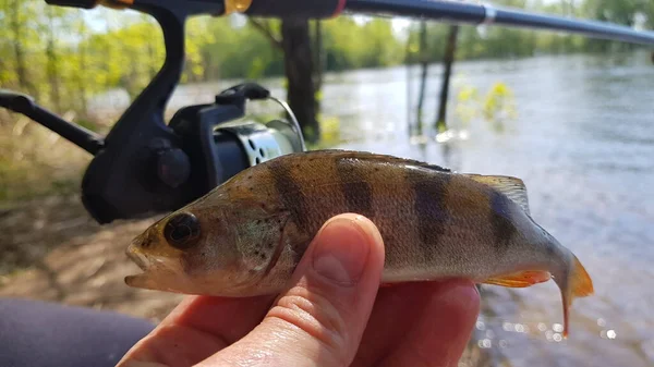 Pesca Para Spinning Río —  Fotos de Stock