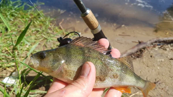 Pêche Pour Filer Sur Rivière — Photo