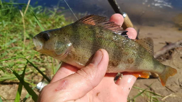 Fiske Efter Spinnfiske Älven — Stockfoto